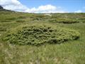 Juniperus communis